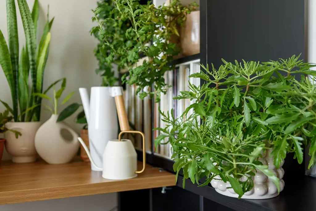 Detalle de apartamento decorado con plantas