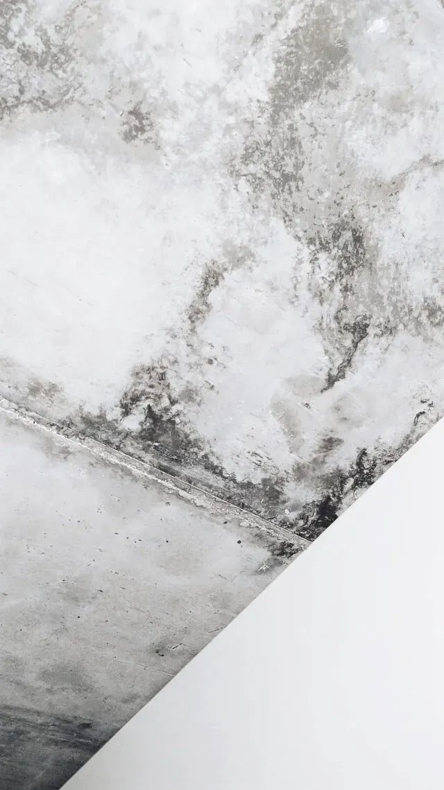 humedades en pared Pared con humedad y hongos