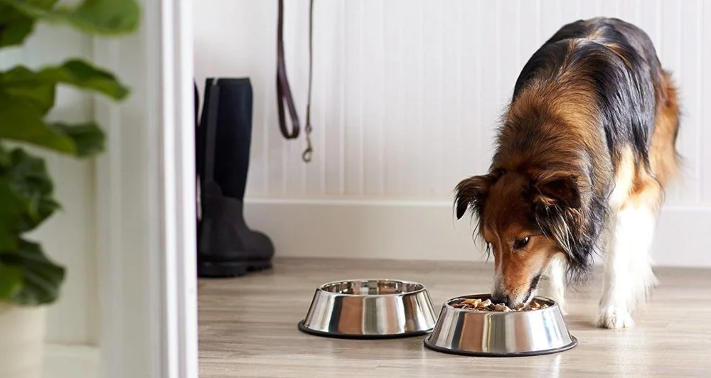 Comederos para perros Decoración y comederos para perros
